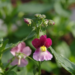 Nemesia 'Fairy Kisses Boysenberry'