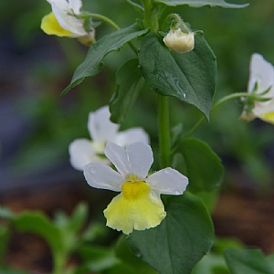 Nemesia 'Fairy Kisses Citrine'