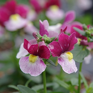 Nemesia 'Lady Emma'