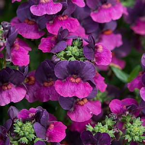 Nemesia 'Lady Lisa'