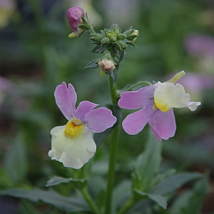 Nemesia 'Fairy Kisses Pink Lemonade'