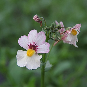 Nemesia 'Sunsatia Lychee'