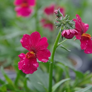 Nemesia 'Sunsatia Raspberry'