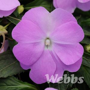 New Guinea Impatiens 'Divine Blue Pearl'