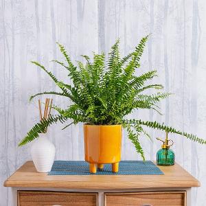 Boston Fern (Nephrolepis exaltata)