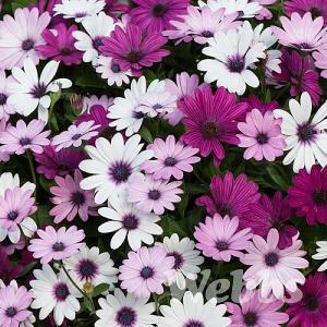 Osteospermum 'Berries & Cream'