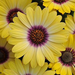 Osteospermum 'Blue Eyed Beauty'