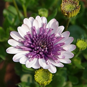 Osteospermum 'Blueberry Shake'