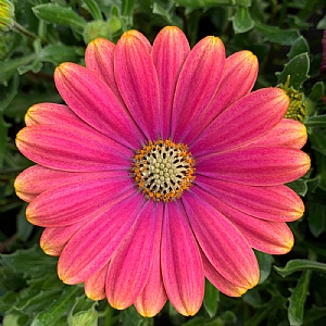 Osteospermum 'Pink Sun'