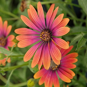Osteospermum 'Purple Sun'