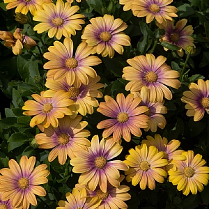 Osteospermum 'Serenity Blushing Beauty'