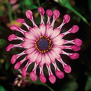 Osteospermum 'Spider Pink'