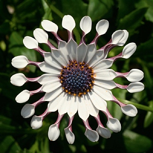 Osteospermum 'Spider White'
