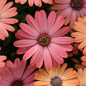 Osteospermum 'Serenity Rose Magic'
