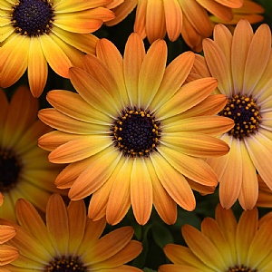 Osteospermum 'Serenity Sunshine Beauty'