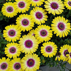 Osteospermum 'Tropic Sun'