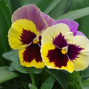 Pansy 'Colossus Tricolor'