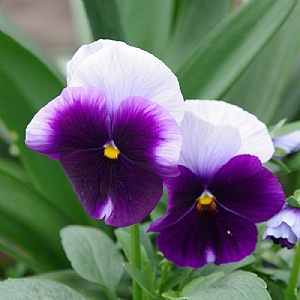 Pansy 'Delta Beaconsfield'