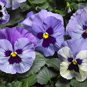 Pansy 'Delta Marina'