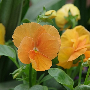 Pansy 'Delta Pure Orange Imp'