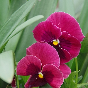 Pansy 'Delta Rose Blotch'