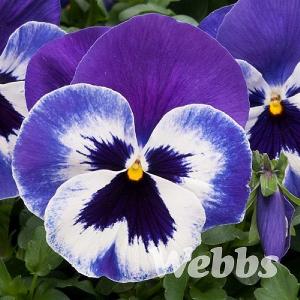 Pansy 'Matrix Marina'