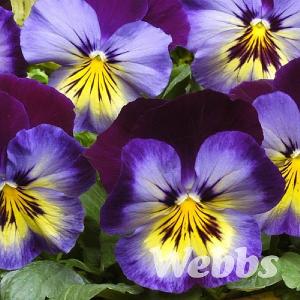 Pansy 'Matrix Midnight Glow'