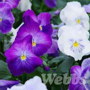 Pansy 'Matrix Lavender Shades'