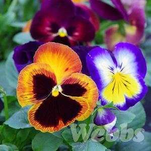 Pansy 'Matrix Northern Lights'