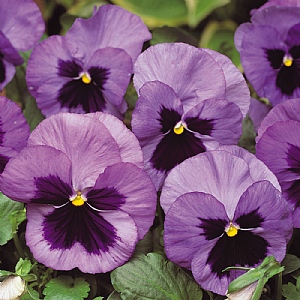 Pansy 'Matrix Ocean'