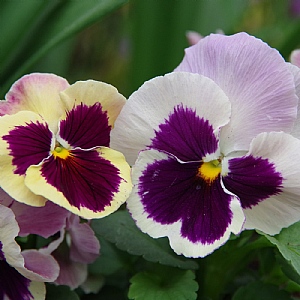 Pansy 'Select Eye To Eye'