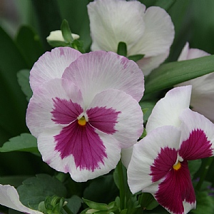 Pansy 'Select Rising Sun'