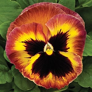 Pansy 'Select Sangria Punch'