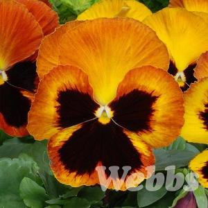 Pansy 'Matrix Sunset'