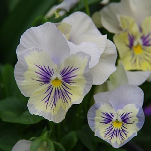 Pansy 'Select Vanilla Sky'