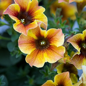 Petchoa 'Caramel Yellow'