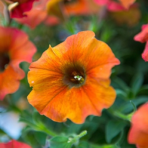 Petchoa 'Cinnamon'