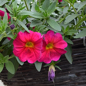 Petchoa 'Neon Rose'