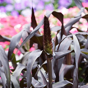 Pennisetum 'Purple Baron'
