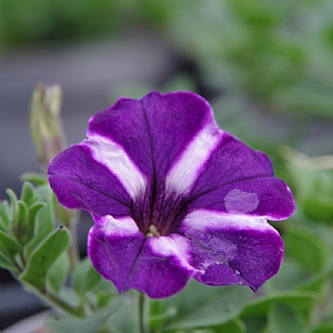 Petunia 'Aurora Starry Blue'