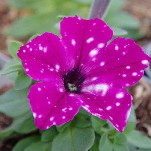 Petunia 'Circus Sky'