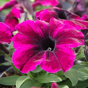 Petunia 'Cosmic Purple'