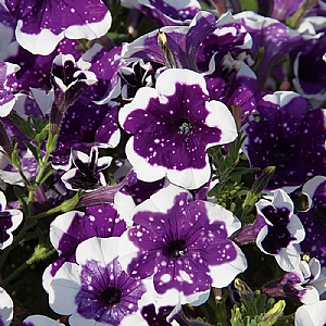 Petunia 'Glacier Sky'