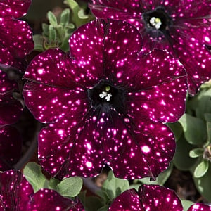 Petunia 'Lightening Sky'