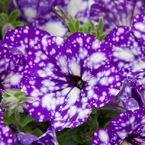 Petunia 'Nightsky'