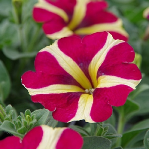 Petunia 'Queen of Hearts'