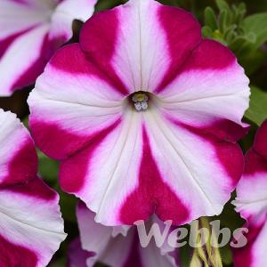 Petunia 'Raspberry Star'