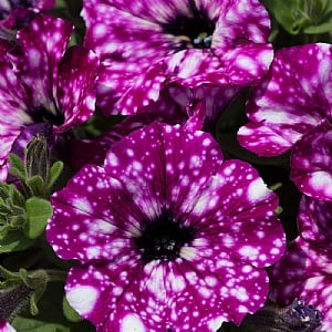 Petunia 'Royal Sky'