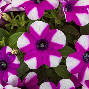 Petunia 'Shortcake Blueberry'