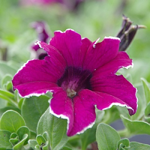 Petunia 'Viva Eclipse'